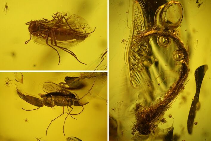 Two Fossil Flies (Diptera) and a Hairy Leaf in Baltic Amber #159797